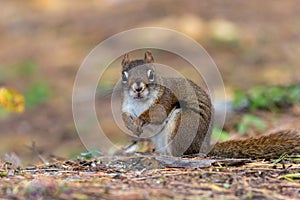 American Red Squirrel closeup in fall facing camera