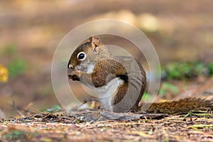 American Red Squirrel closeup in fall with snack facing keft