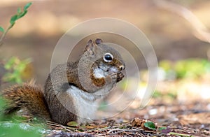 American Red Squirrel closeup in fall with snack facing right