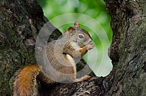 American Red Squirrel in the crook of a tree