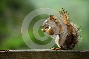 An american red squirrel eating a nuts