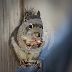 American red squirrel eating pine seed in Yellowstone NP