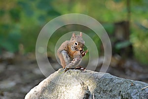 American Red Squirrel eating a white pine cone Tamiasciurus hudsonicus