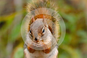 An American Red Squirrel eats a peanut