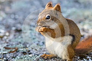 American Red Squirrel enjoys a snack