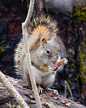 American red squirrel feeding