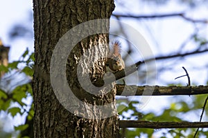 American red squirrel - female, Tamiasciurus hudsonicus