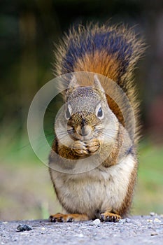 American red squirrel holding nut in hands and eating