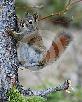 American red squirrel holding onto a tree