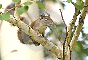American Red Squirrel, Park City, Utah USA
