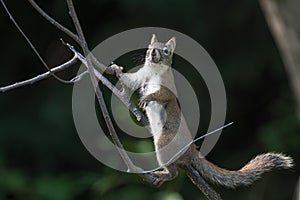American Red Squirrel or Pine Squirrel