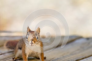 American Red Squirrel poses on a wood plank deck, front view