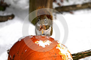 An American Red Squirrel sits eating a snow covered pumpkin