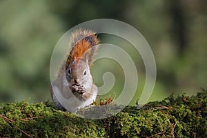 American Red Squirrel sitting on Moss