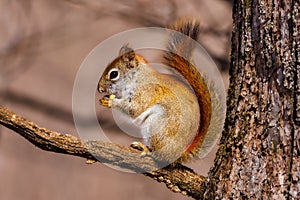 American Red Squirrel sitting on a tree limb eating a kernel of corn