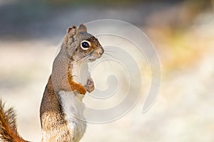 American Red Squirrel stands tall with hands together