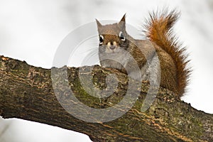 American Red Squirrel - Tamiasciurus hudsonicus