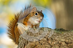 American Red Squirrel - Tamiasciurus hudsonicus