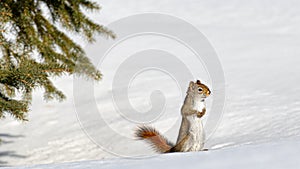 American red squirrel Tamiasciurus hudsonicus