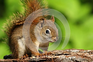 American Red Squirrel (Tamiasciurus hudsonicus)