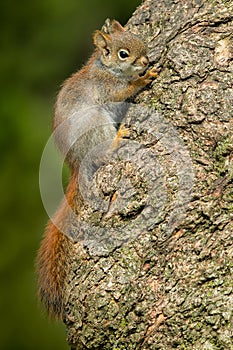 American Red Squirrel - Tamiasciurus hudsonicus