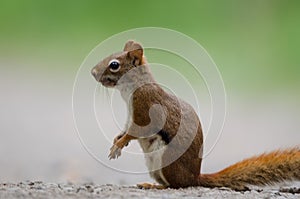 American Red Squirrel Tamiasciurus hudsonicus