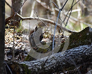 American Red Squirrel (Tamiasciurus hudsonicus)