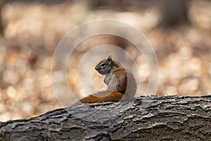 American red squirrel Tamiasciurus hudsonicus