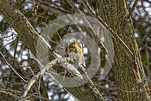 American red squirrel (Tamiasciurus hudsonicus)