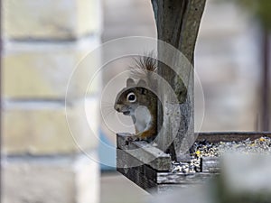 American red squirrel (Tamiasciurus hudsonicus)