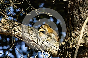 American red squirrel (Tamiasciurus hudsonicus)