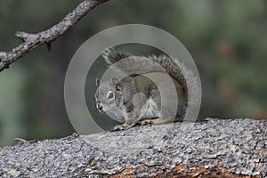 American red squirrel (Tamiasciurus hudsonicus)