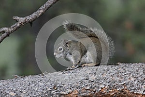 American red squirrel (Tamiasciurus hudsonicus)