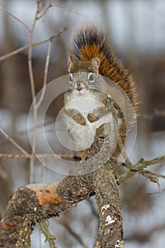 American Red Squirrel - Tamiasciurus hudsonicus