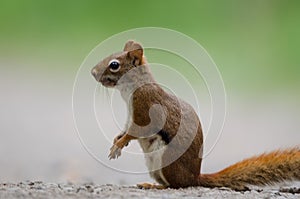 American Red Squirrel Tamiasciurus hudsonicus photo