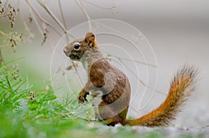 American Red Squirrel Tamiasciurus hudsonicus photo