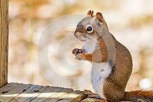 American Red Squirrel Tamiasciurus hudsonicus appears to be smiling as he enjoys a snack