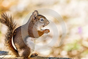 American Red Squirrel appears to be smiling as he enjoys a snack