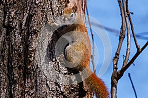 American Red Squirrel Tamiasciurus hudsonicus climbing on a tree trunk during early spring.