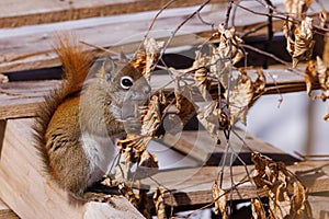 American Red Squirrel Tamiasciurus hudsonicus eating dead leaves during late winter.