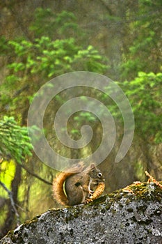 American Red Squirrel Tamiasciurus hudsonicus eating a pine cone.