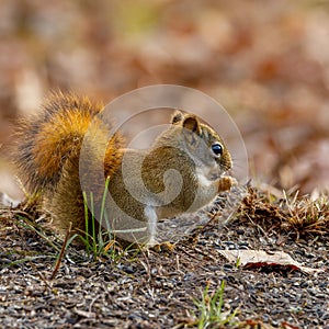 American Red Squirrel Tamiasciurus hudsonicus feeding in the forest during autumn. Selective focus, background blur and foregrou