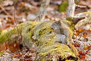 American Red Squirrel Tamiasciurus hudsonicus feeding in the forest during autumn. Selective focus, background blur and foregrou