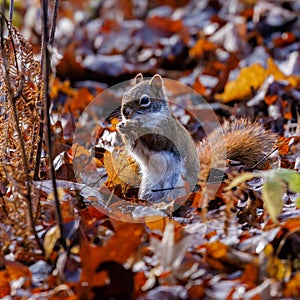 American Red Squirrel (Tamiasciurus hudsonicus) feeding on the ground covered in leaves, during fall in Wisconsin.