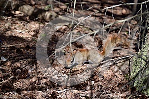 American red squirrel (Tamiasciurus hudsonicus) foraging on forest floor