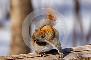 American Red Squirrel Tamiasciurus hudsonicus grooming himself in the sun during late winter.