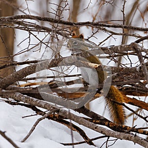 American Red Squirrel Tamiasciurus hudsonicus hidden in the brush during winter with snow.