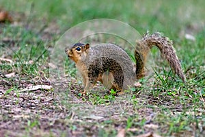 American Red Squirrel (Tamiasciurus hudsonicus) or Hudson\'s Bay squirrel close up in Canada