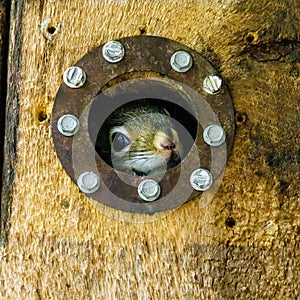 American Red Squirrel Tamiasciurus hudsonicus kit in a nesting box