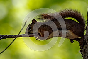 American Red Squirrel Tamiasciurus hudsonicus laying on a tree limb taking a nap.